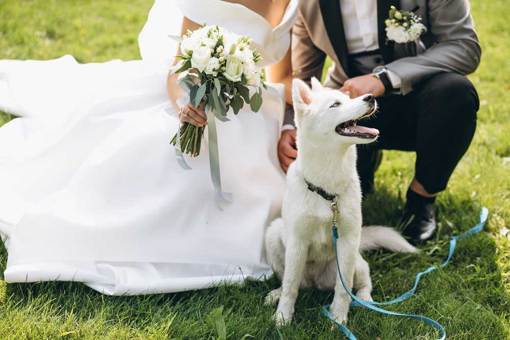 állatbarát szálloda